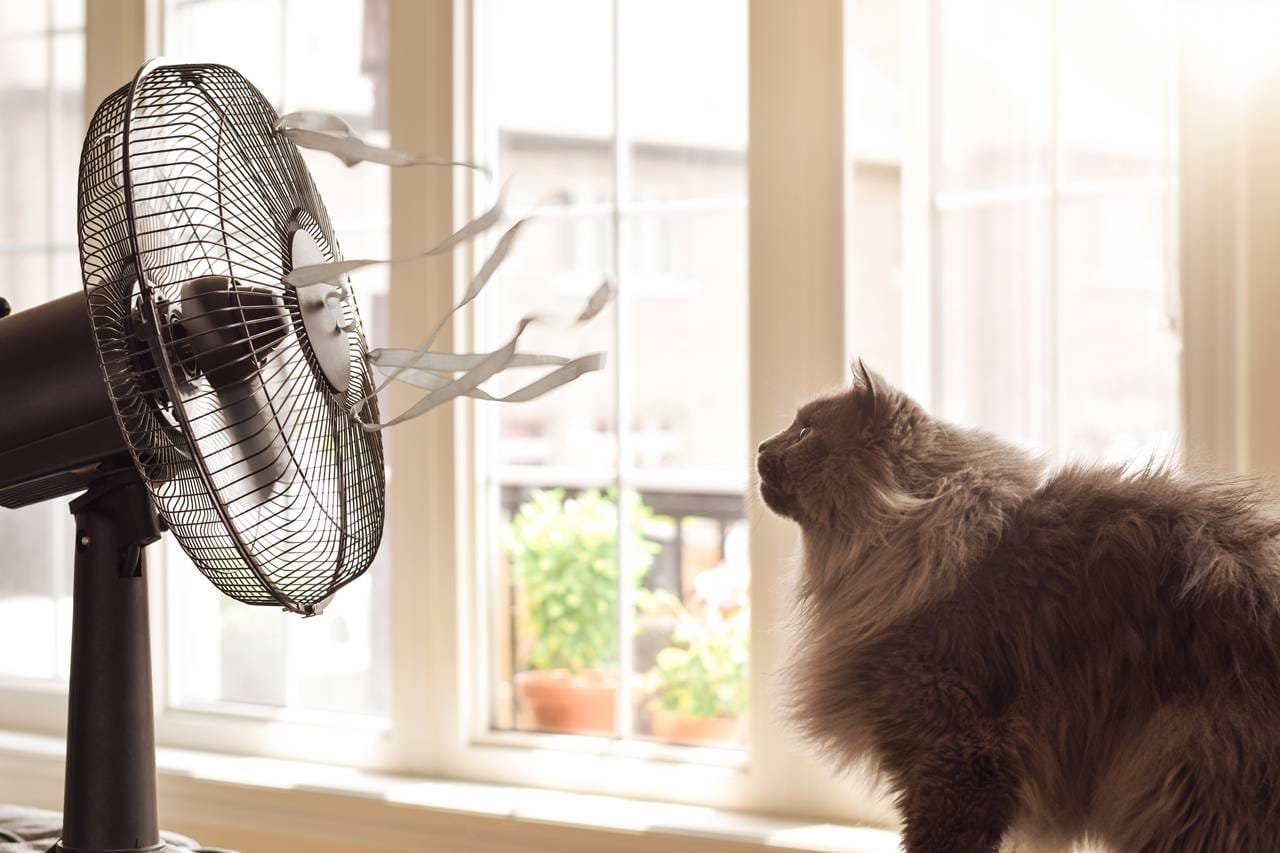 ¿Cómo proteger a tu gato del golpe de calor?