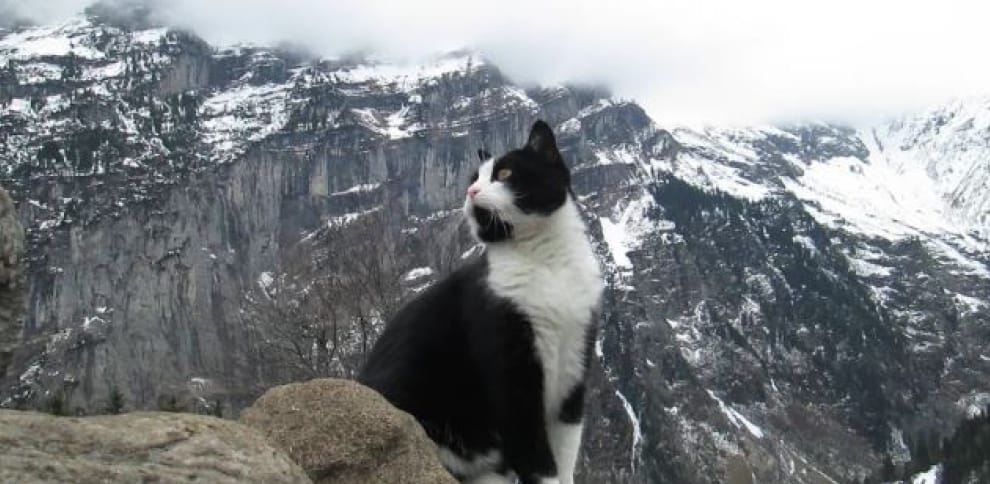 Un turista se pierde por una montaña en Suiza y un gato le salva guiándole hasta su albergue