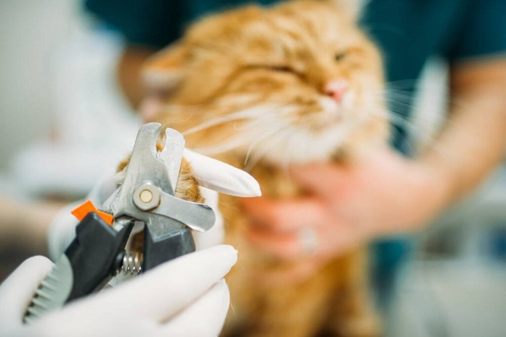 Descubre el truco infalible para cortar las uñas de tu gato sin arañazos. Consejos prácticos para una experiencia segura y sin estrés