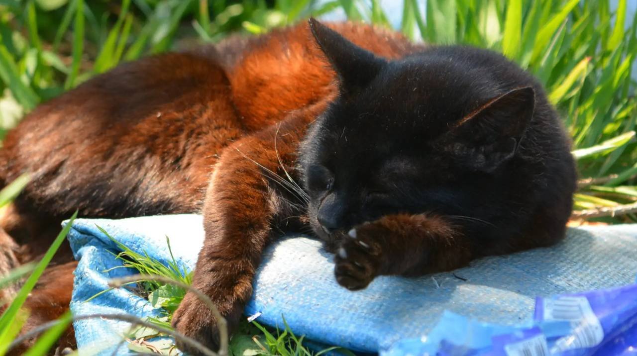 El motivo por el que los gatos de color negro se pueden volver rojizos