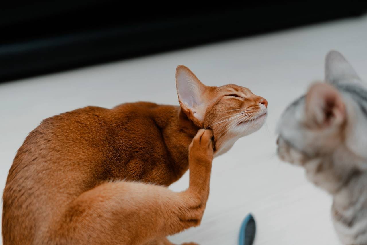 El truco casero para eliminar las pulgas de tu mascota