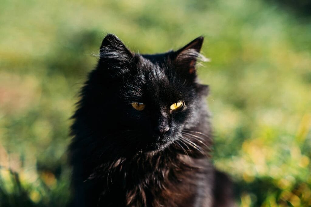 Las razas de gatos negros más protectoras