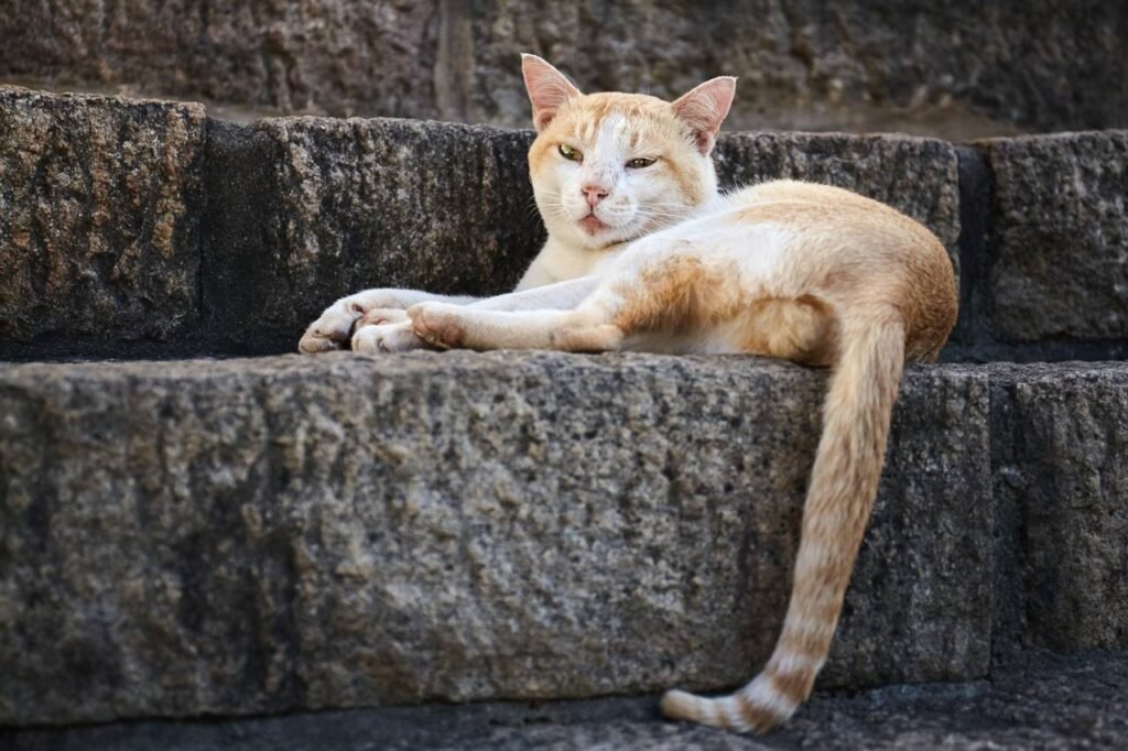 Siete mitos falsos sobre el comportamiento de los gatos