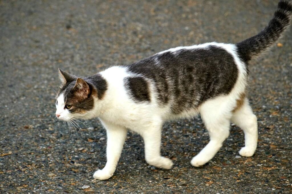 Razas de Gatos con Manchas Belleza y Singularidad